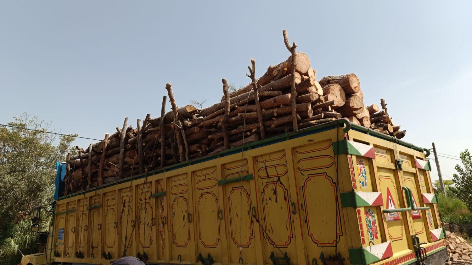 خرید چوب|خدمات باغبانی و درختکاری|پارسآباد, |دیوار