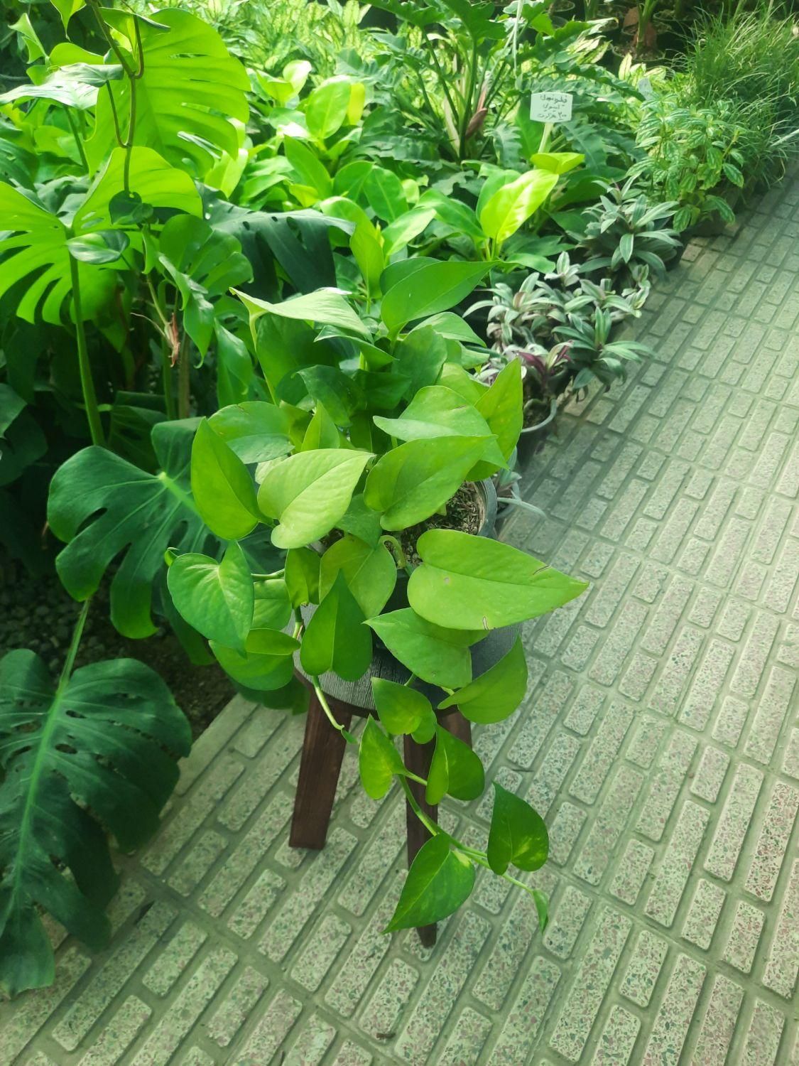 گل آپارتمانی پتوس|گل و گیاه طبیعی|تبریز, |دیوار