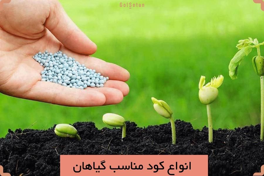 کود های گل های آپارتمانی|گل و گیاه طبیعی|رشت, شهرک شهید رجایی|دیوار