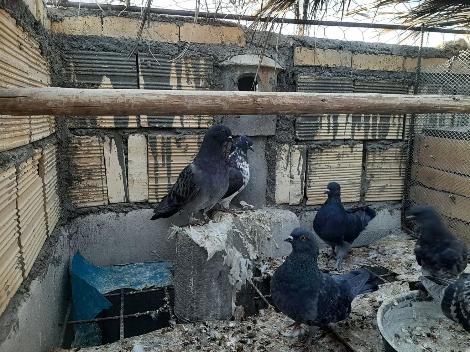 کبوتر نر و ماده|پرنده|اصفهان, مولوی|دیوار