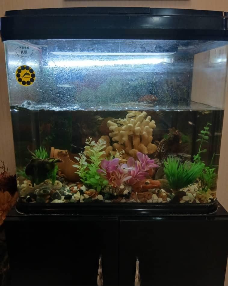 آکواریوم|ماهی|کرج, گوهردشت|دیوار