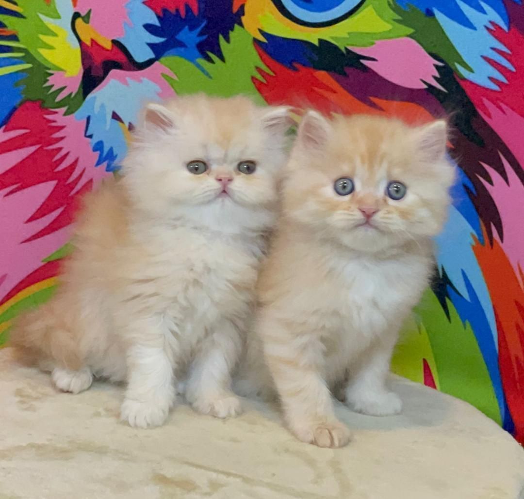 بچه گربه ی انیمیشنی|گربه|اهواز, زرگان|دیوار