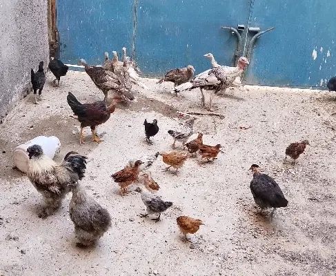 بوقلمون مرغ و خروس ابریشمی گردن لخت کاکلی و جوجه|حیوانات مزرعه|مشهد, گرجی علیا|دیوار