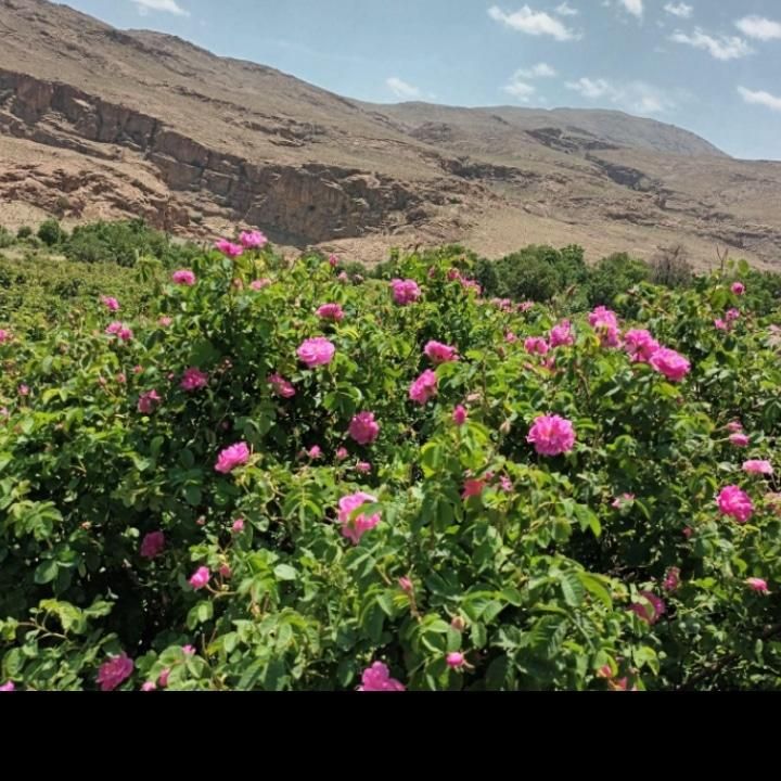 گلاب ،نعنا ،بیدمک|خوردنی و آشامیدنی|قمصر, |دیوار