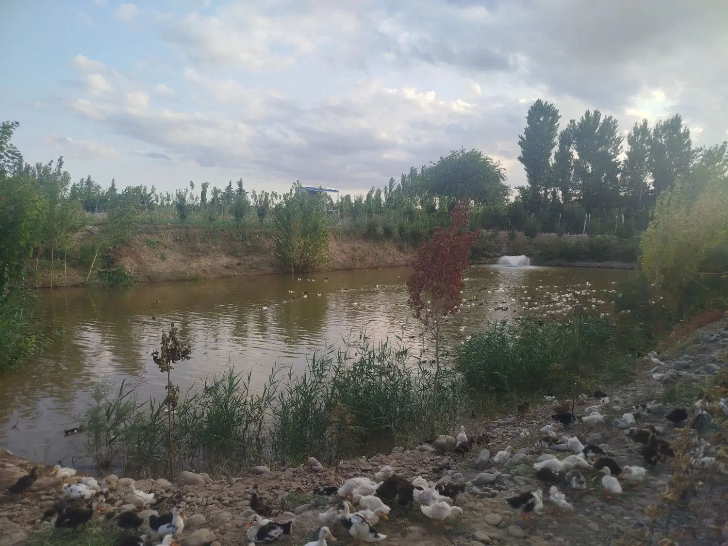 فروش اردک  70روزه|حیوانات مزرعه|رشت, آزادگان|دیوار