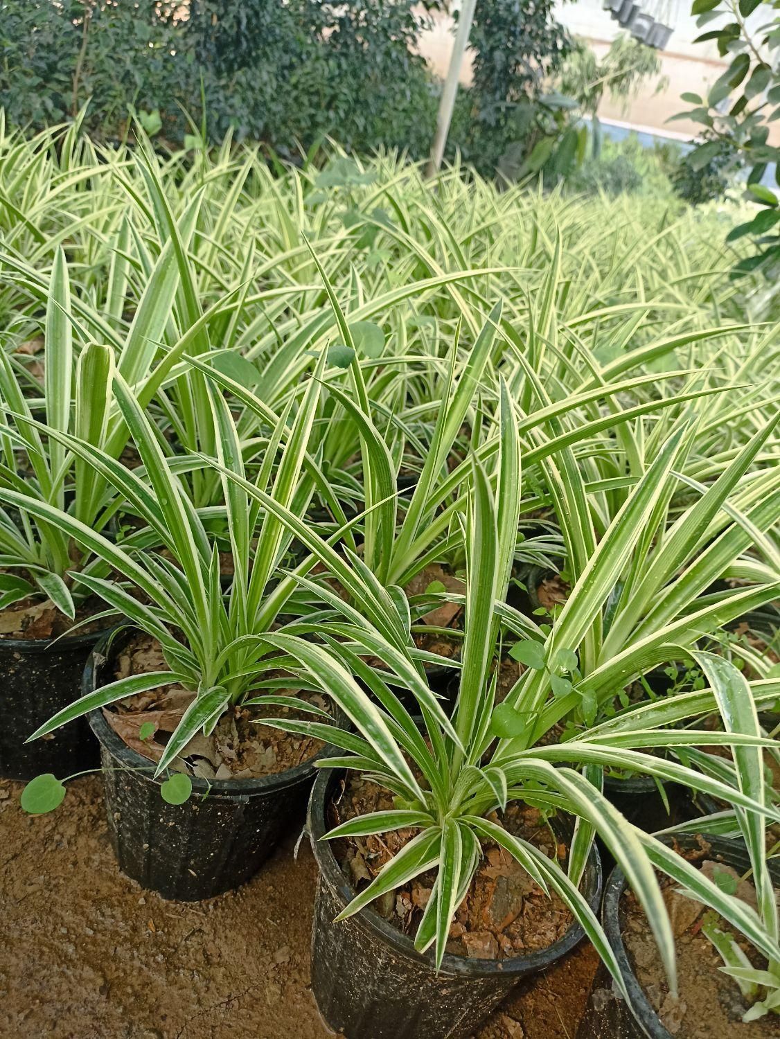 گندمی|گل و گیاه طبیعی|تهران, مشیریه|دیوار