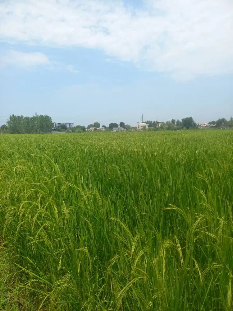 زمین کشاورزی به متراژ ۱۰۰۰متر|فروش دفتر صنعتی، کشاورزی، تجاری|رشت, حومه رشت|دیوار