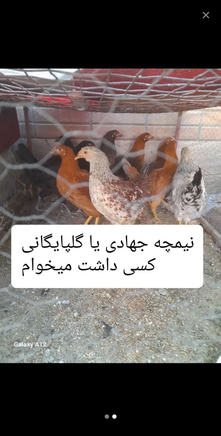 مرغ گمشده طبق تصویر|اشیا|اصفهان, بوستان کوهستانی صفه|دیوار