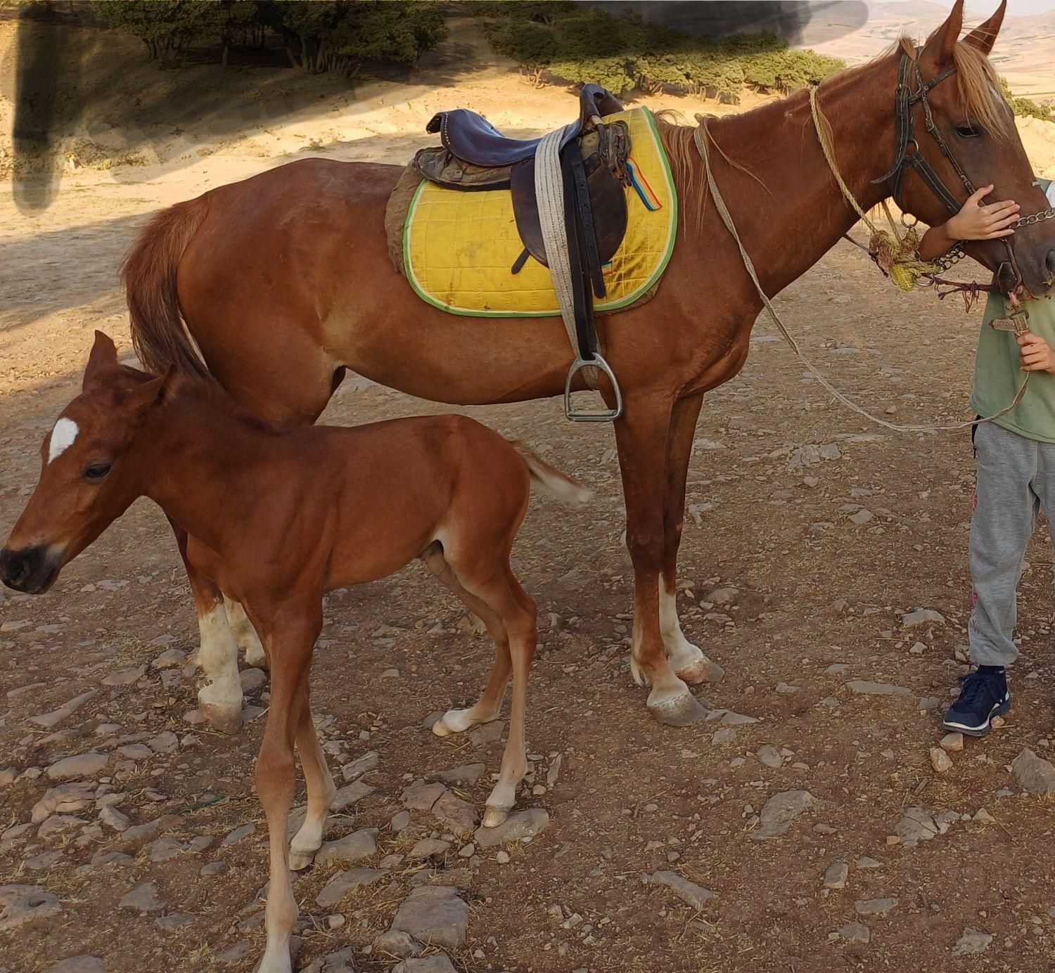 مادیان ۴ ساله با کره یک ماهه|اسب و تجهیزات اسبسواری|خرمآباد, |دیوار