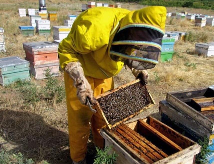 شان اصل قاب طبیعی|خوردنی و آشامیدنی|سبزوار, نواب صفوی|دیوار