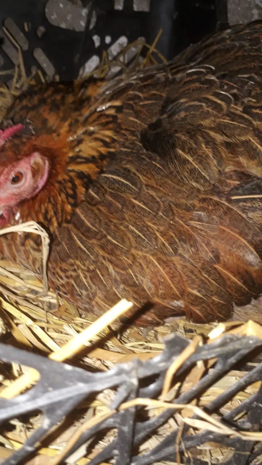 تخم مرغ نطفه دار وخوراکی اورگانیک|حیوانات مزرعه|رشت, نیروی دریایی|دیوار