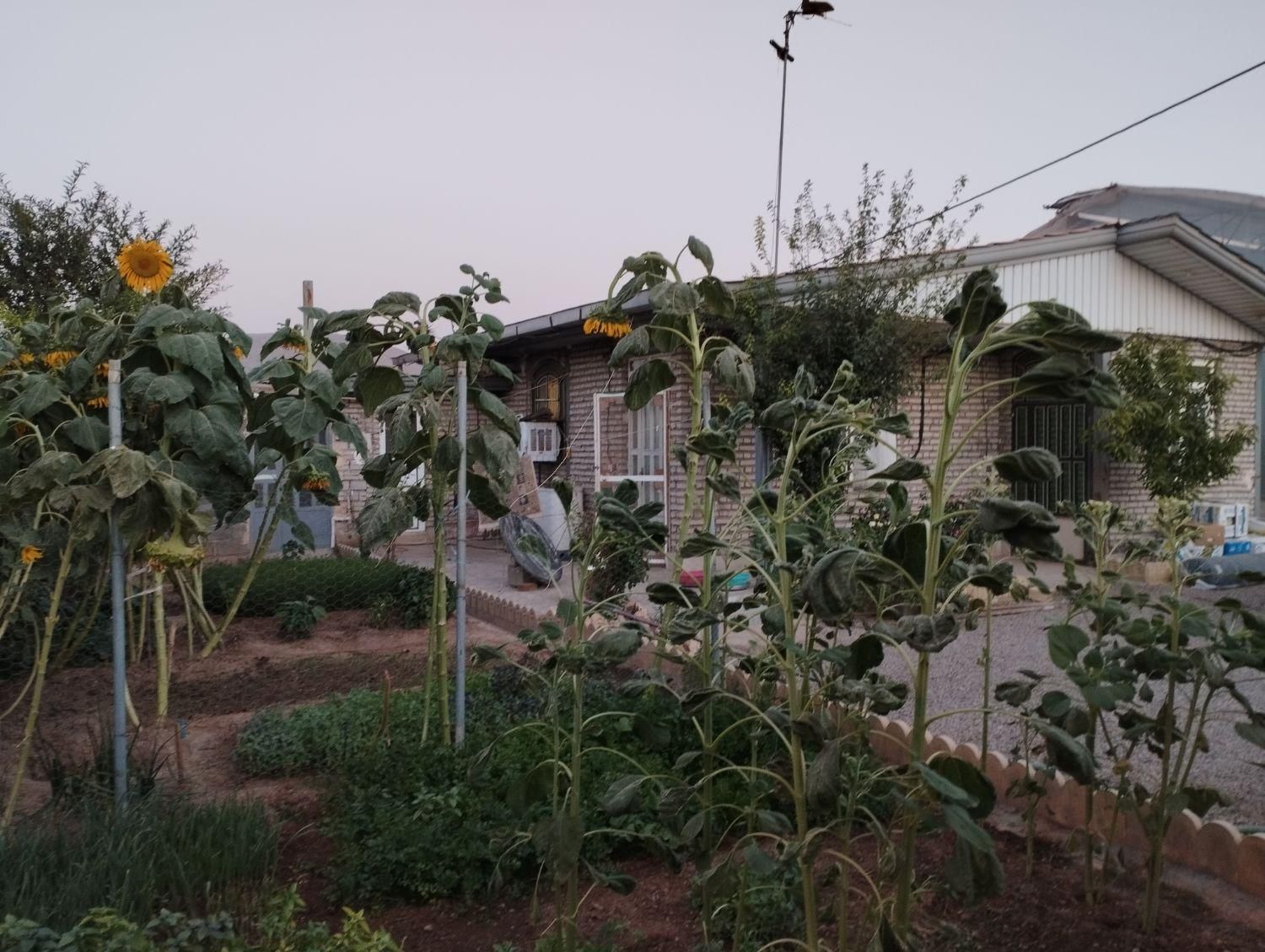 گلخانه|فروش دفتر صنعتی، کشاورزی، تجاری|خرمآباد, |دیوار