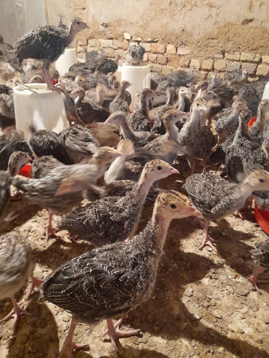 فروش جوجه بوقلمون یک ماهه برنز اینگلیس|حیوانات مزرعه|قزوین, |دیوار