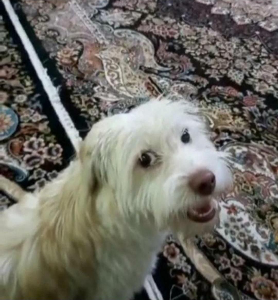 سگ گمشده (چهار سال پیش)|حیوانات|تهران, نارمک|دیوار