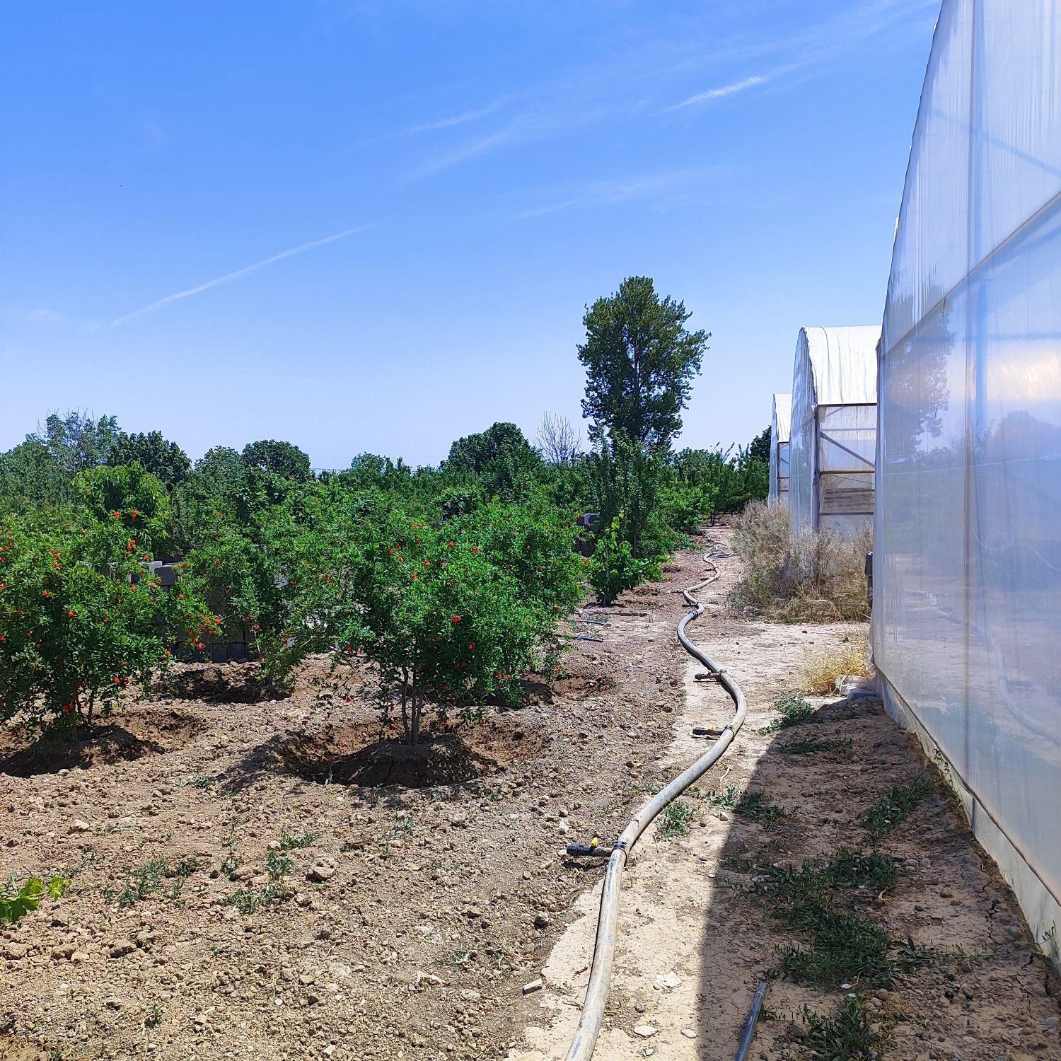 فروش ۱۵هزارمتر زمین کشاورزی گلخانه ویلاسازی پیشوا|فروش دفتر صنعتی، کشاورزی، تجاری|جوادآباد, |دیوار