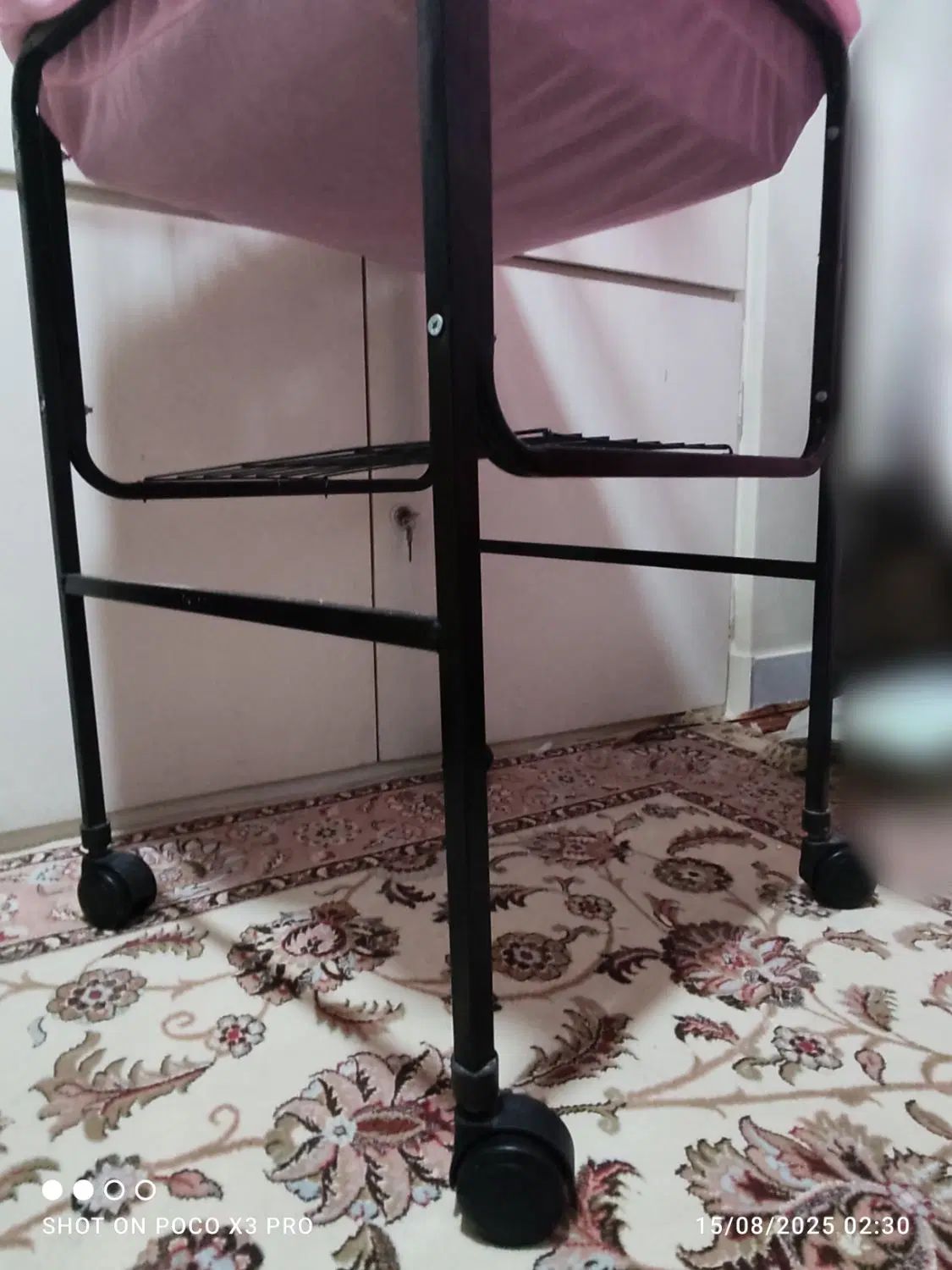 عروس هلندی،قفس،زیر قفس|پرنده|تهران, شهرک فردوس (حسینی)|دیوار