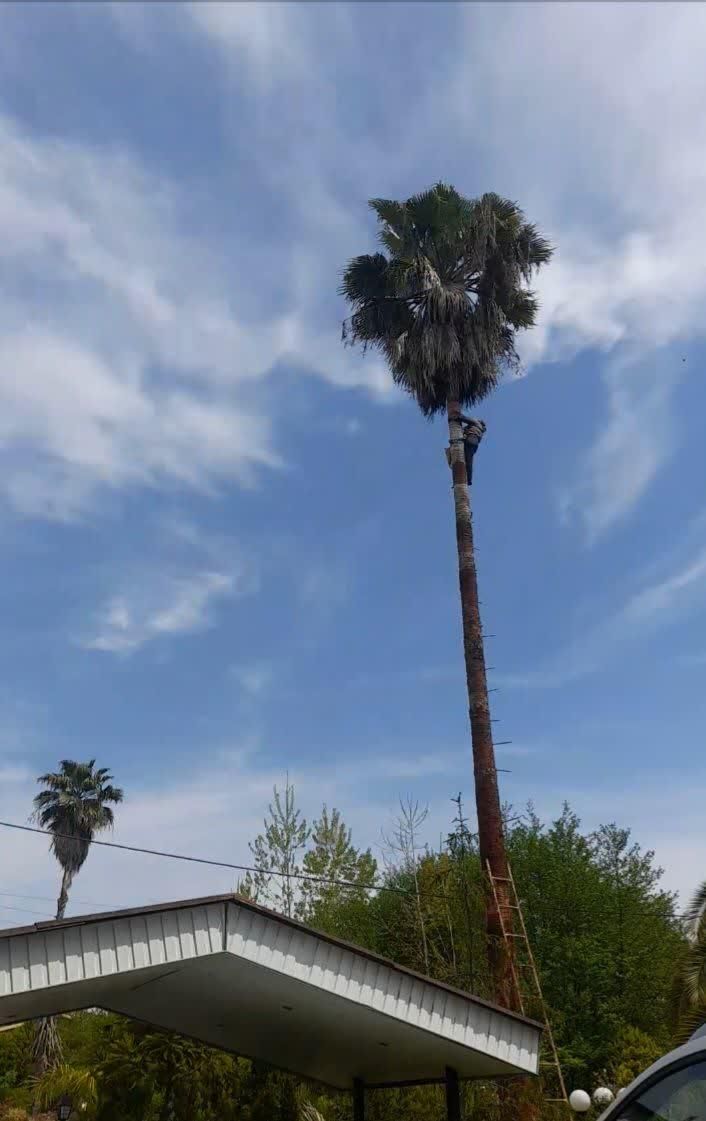 نگهداری باغچه ویلاوپوست کندن درخت نخل یا خرما|خدمات باغبانی و درختکاری|سلمانشهر, |دیوار