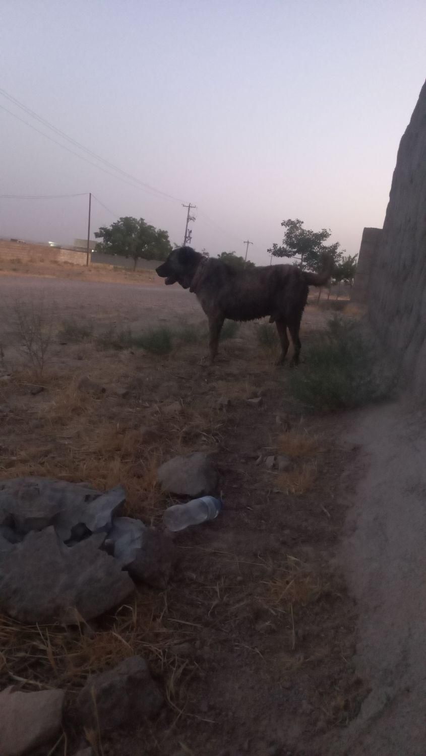سگ گله ای جوان|حیوانات|مشهد, توس|دیوار