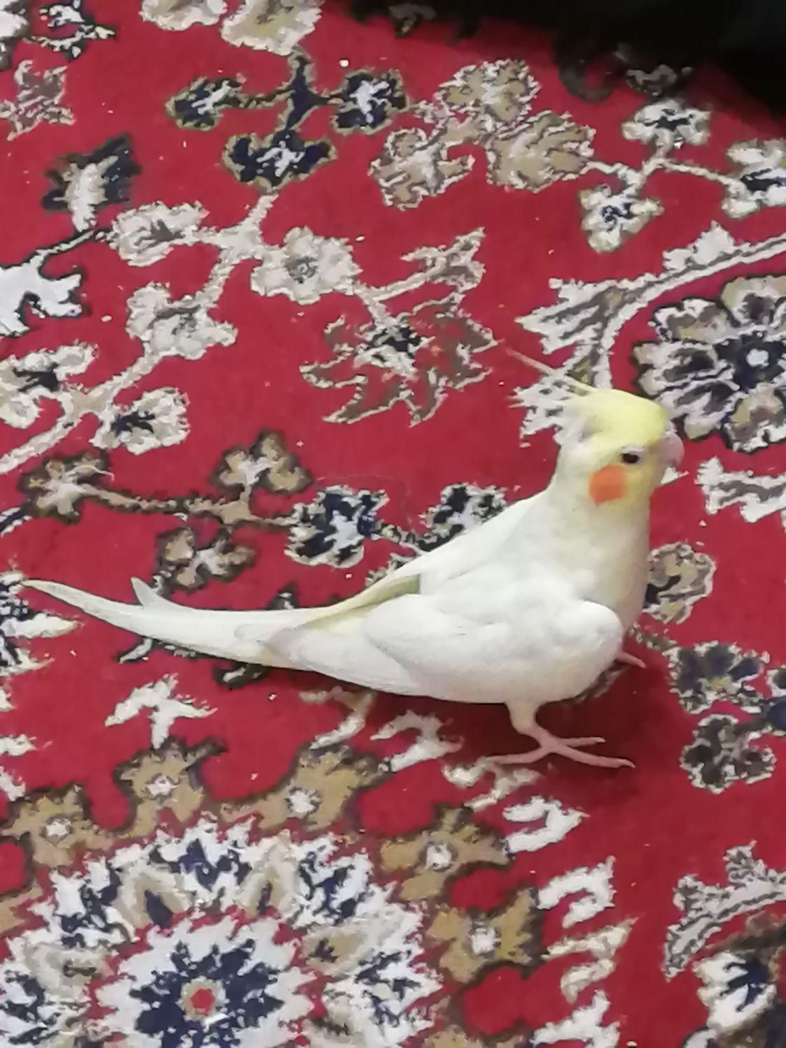 عروس هلندی نر بالغ و مست، آماده جفت گیری|پرنده|تهران, ابن بابویه|دیوار