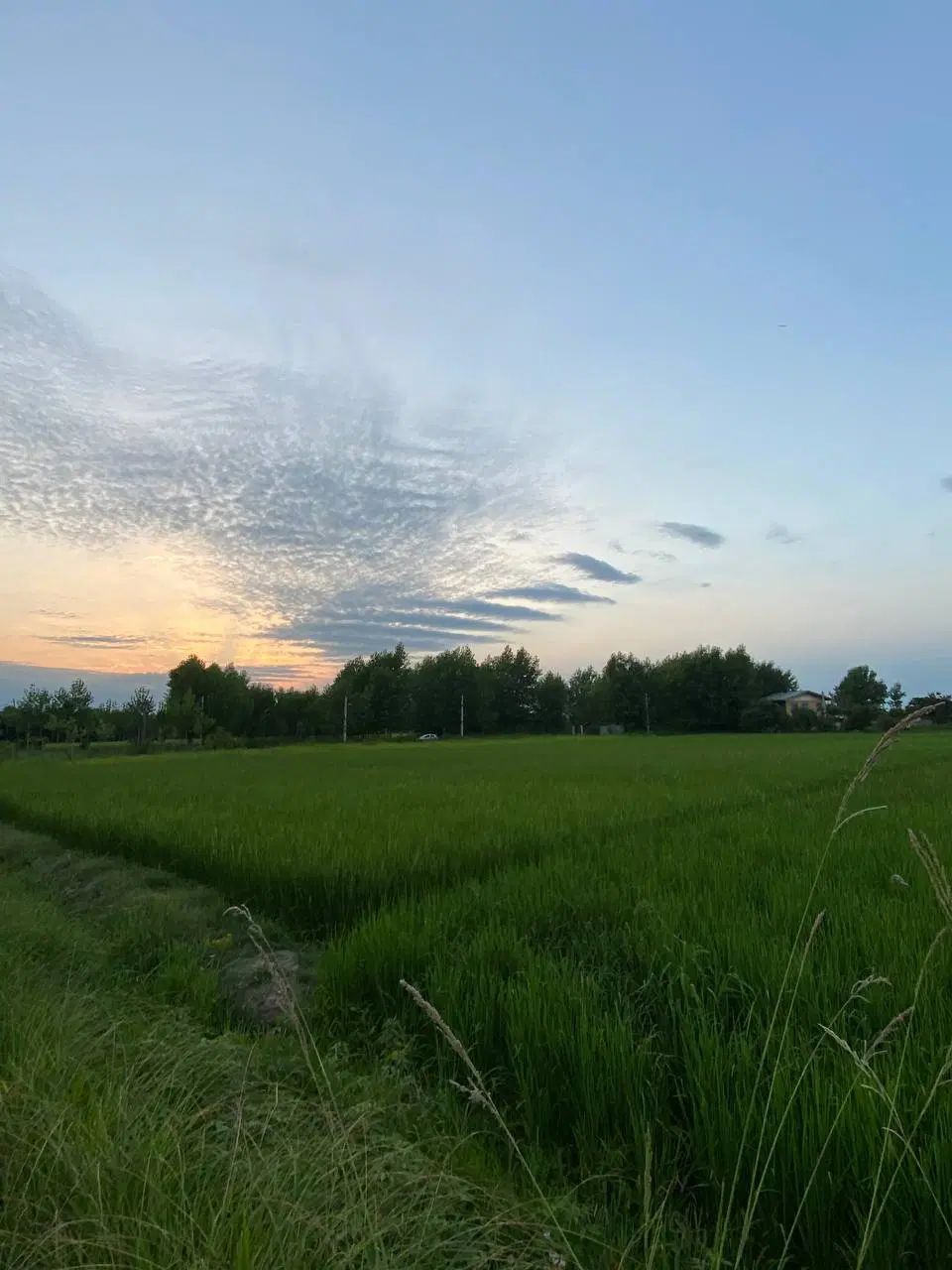 فروش شالیزار *به زراعی* در روستای چوبه|فروش دفتر صنعتی، کشاورزی، تجاری|صومعه‌سرا, |دیوار