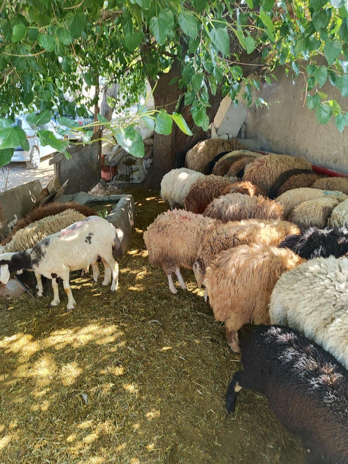 پخش گوسفند افشاری بدونه واسطه کم چربی|حیوانات مزرعه|تهران, فلاح|دیوار