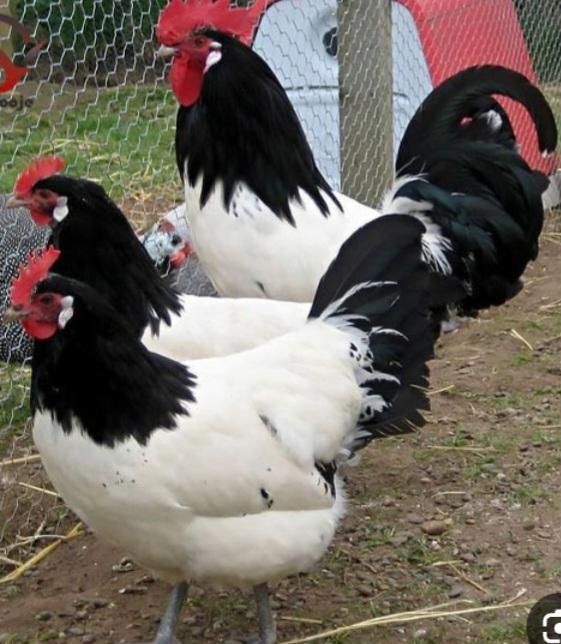 نژاد لاکنولدر المان یک جفت مولد ویک جفت نیمچه ۴تا|حیوانات مزرعه|کرمانشاه, |دیوار