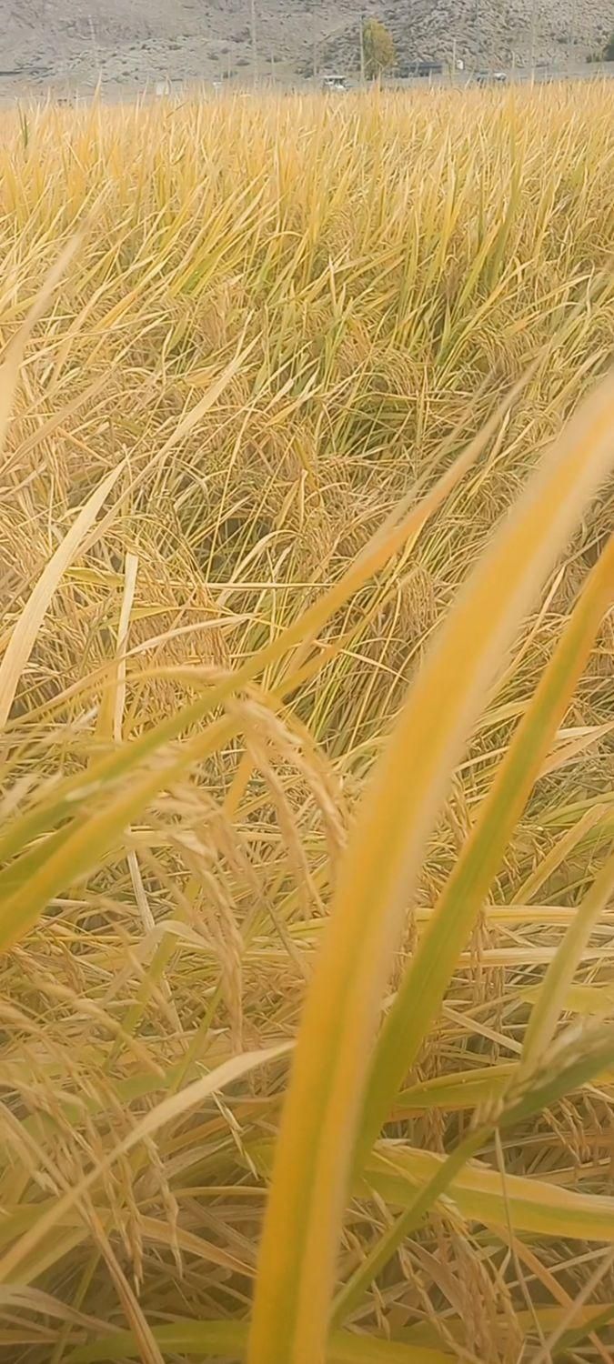 برنج چمپا کامفیروز|خوردنی و آشامیدنی|اردکان, |دیوار