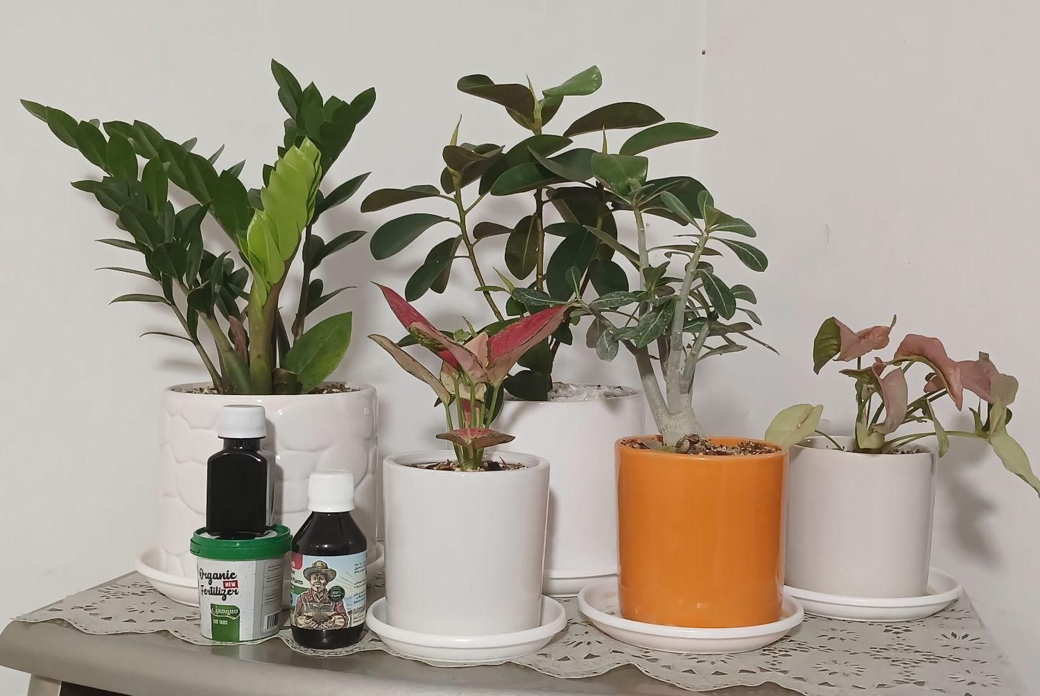 پک کامل گل و گیاهان آپارتمانی|گل و گیاه طبیعی|کرمان, |دیوار