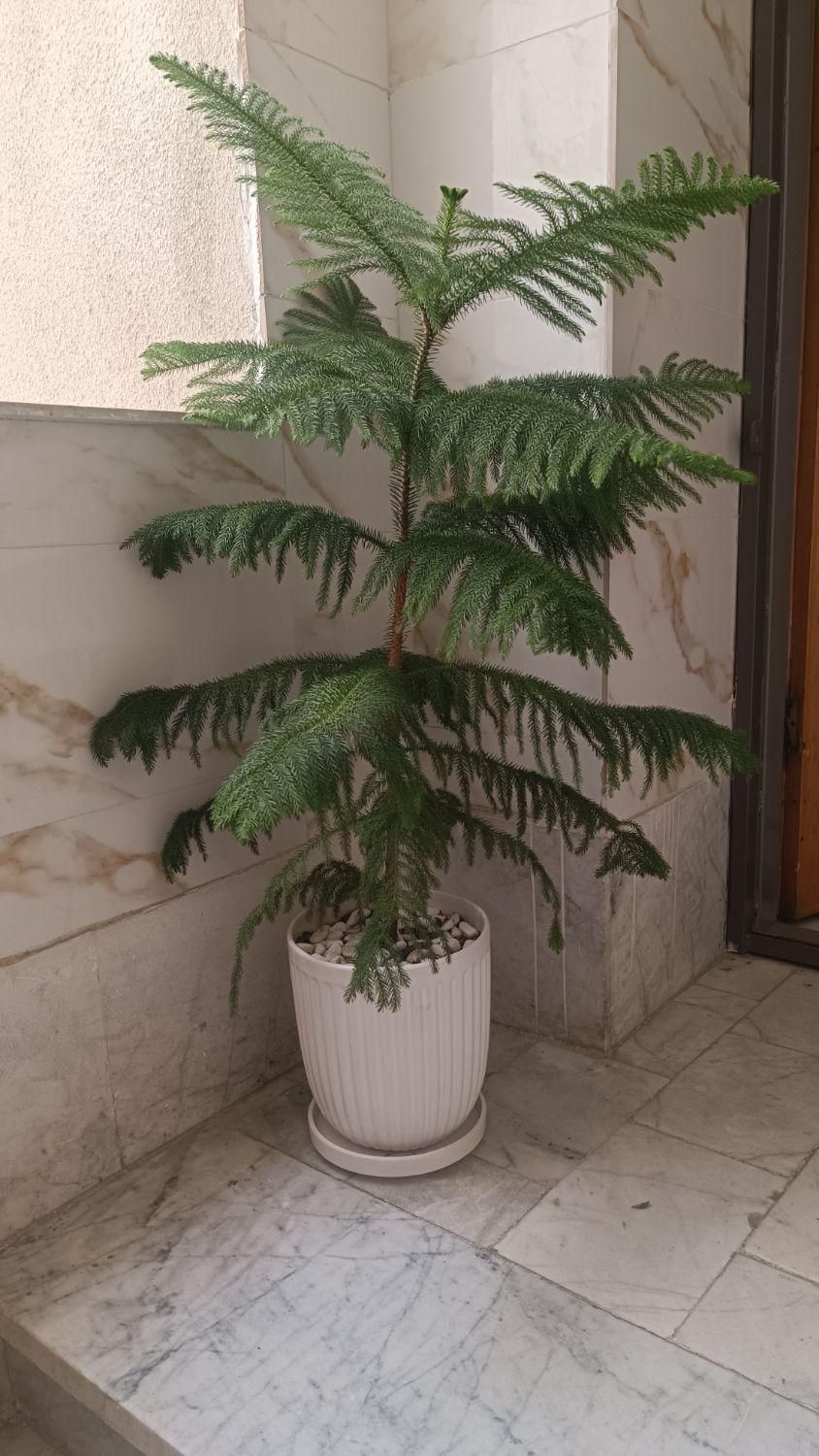 گل مطبق|گل و گیاه طبیعی|کرج, گلستان|دیوار