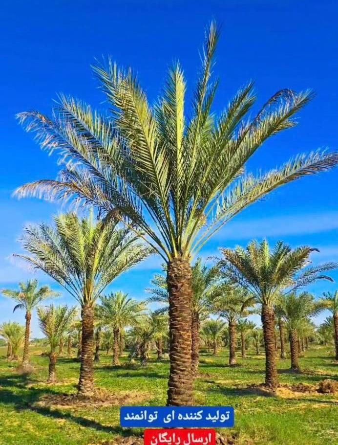 نخل پالم فنیکس درخت نهال بزرگترین ذخیره‌گاه ژنتیکی|خدمات باغبانی و درختکاری|شیراز, قصرالدشت|دیوار