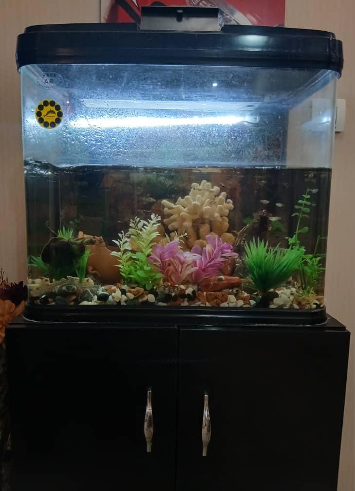 آکواریوم|ماهی|کرج, گوهردشت|دیوار