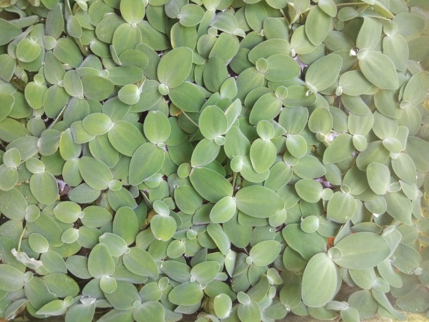 فروش گیاه مردابی|ماهی|اصفهان, کوی امام جعفر صادق|دیوار