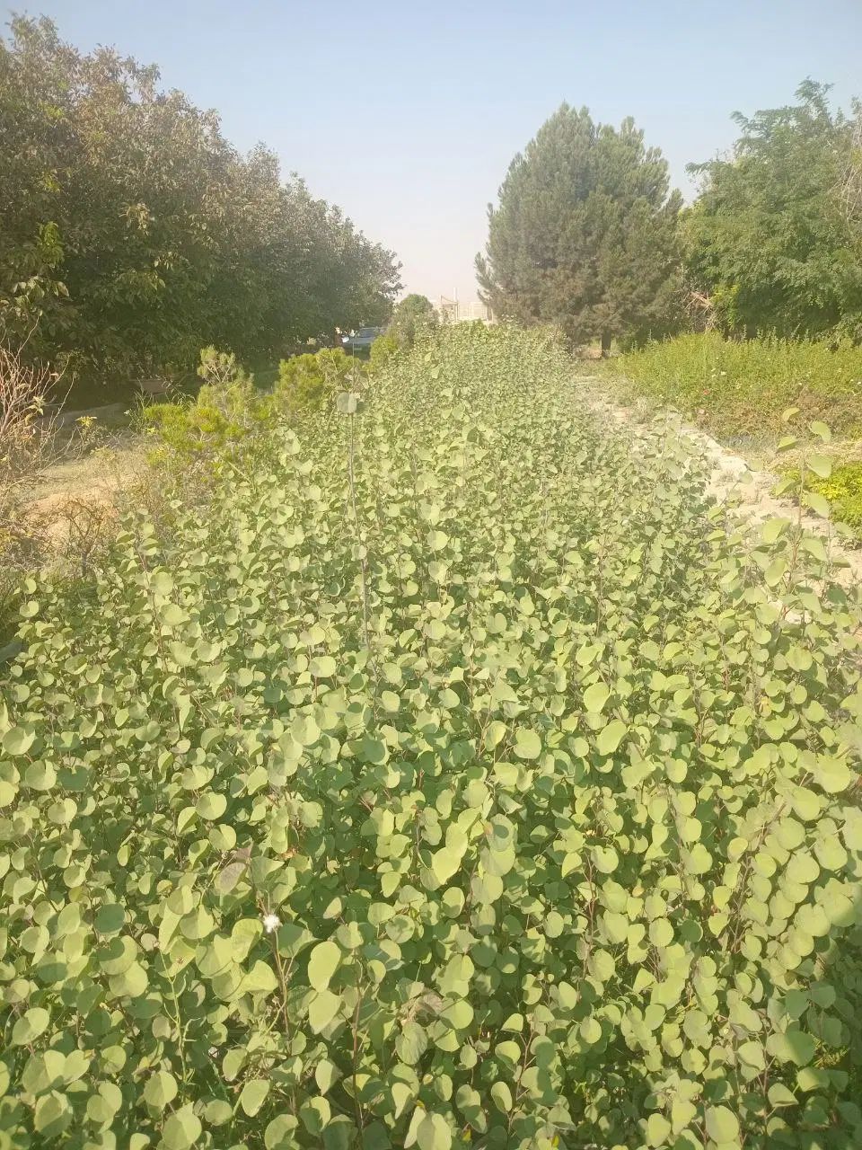 درخت ارغوان|گل و گیاه طبیعی|کرج, اتمسفر|دیوار