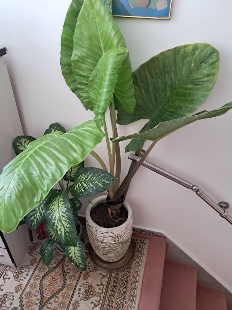 گل باباادم۱۷۰سانتی تنه قرمزبسیارشاداب گلدان سفالی|گل و گیاه طبیعی|تهران, شهرک ولیعصر جنوبی|دیوار