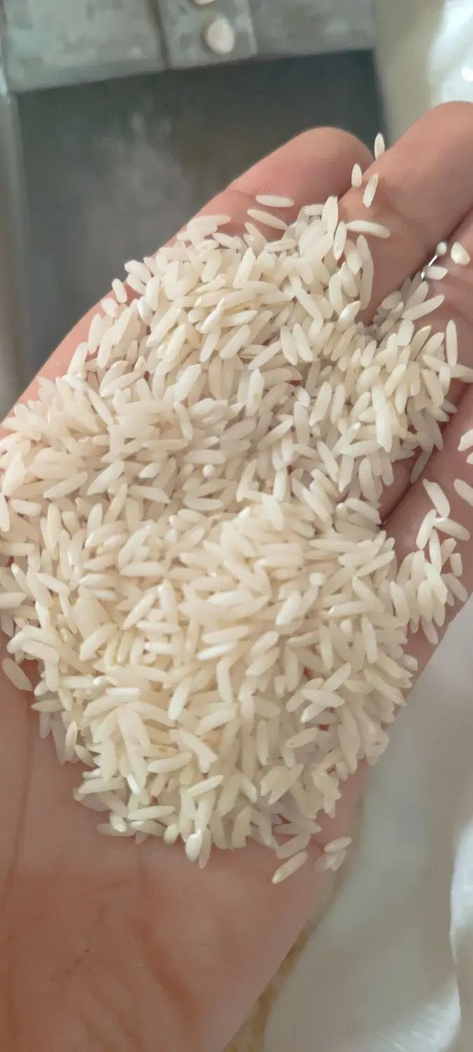 برنج هاشمی خوش طعم|خوردنی و آشامیدنی|رشت, دیلمان|دیوار
