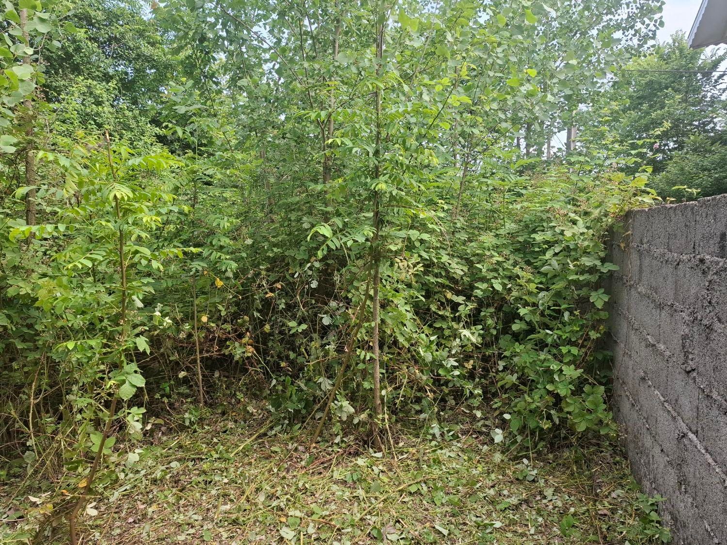 علف و چمن زنی ،سمپاشی ، چاله کنی با دستگاه|خدمات باغبانی و درختکاری|رشت, فرزانه|دیوار