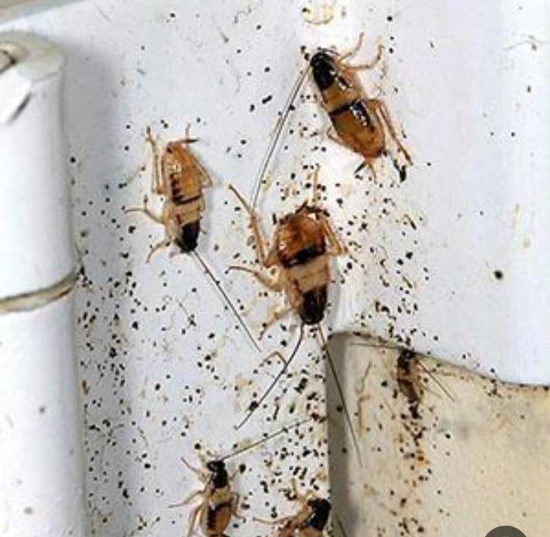 سمپاشی حشرات*موریانه زدایی سوسک ریز*سم پاشی اهواز|خدمات باغبانی و درختکاری|اهواز, کیانشهر|دیوار