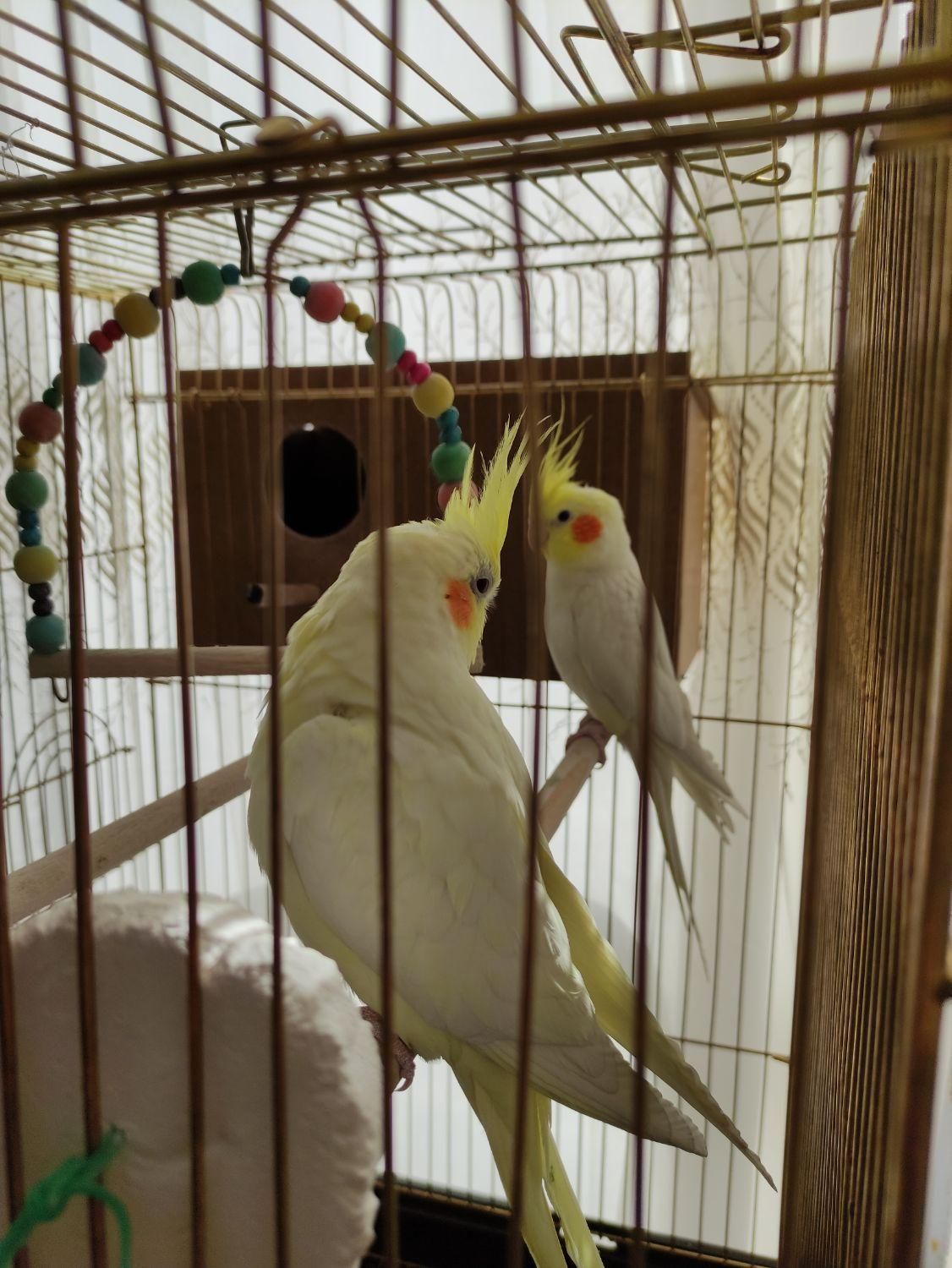 لوتینو نرماده مولد|پرنده|خمینیشهر, |دیوار