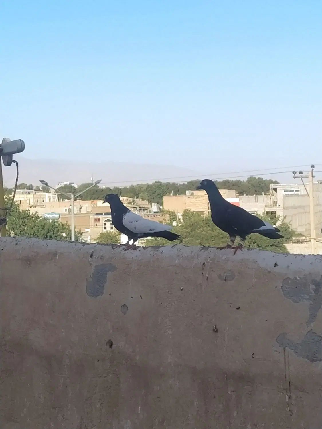 کفتر جفتگاه پرشی معاوضه با عروس کوتوله و...|پرنده|نیشابور, میدان حافظ|دیوار