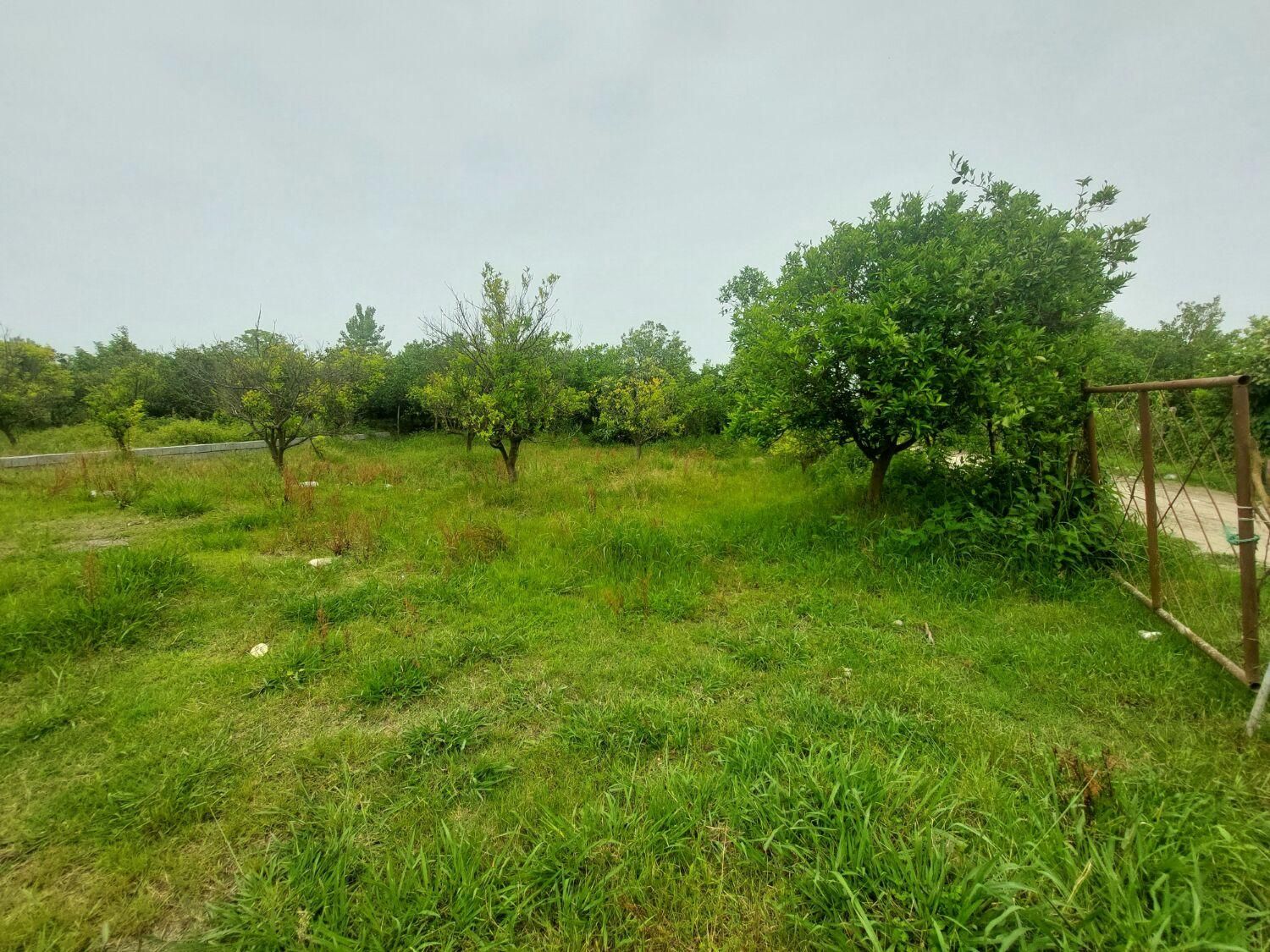 زمین  300 متر درتوبن|فروش زمین و ملک کلنگی|نشتارود, |دیوار