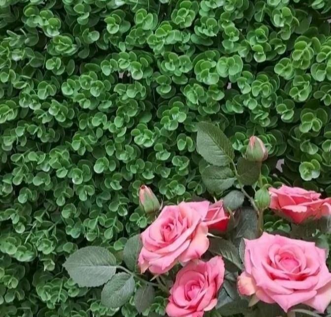 گرین وال|گل مصنوعی|پاکدشت, خاتون آباد|دیوار