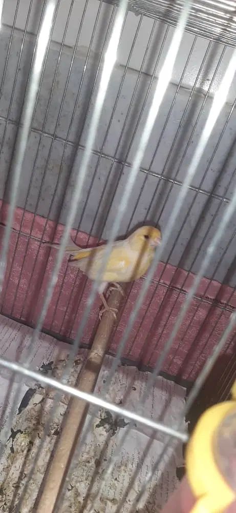 قناری ماده|پرنده|اصفهان, سودان|دیوار