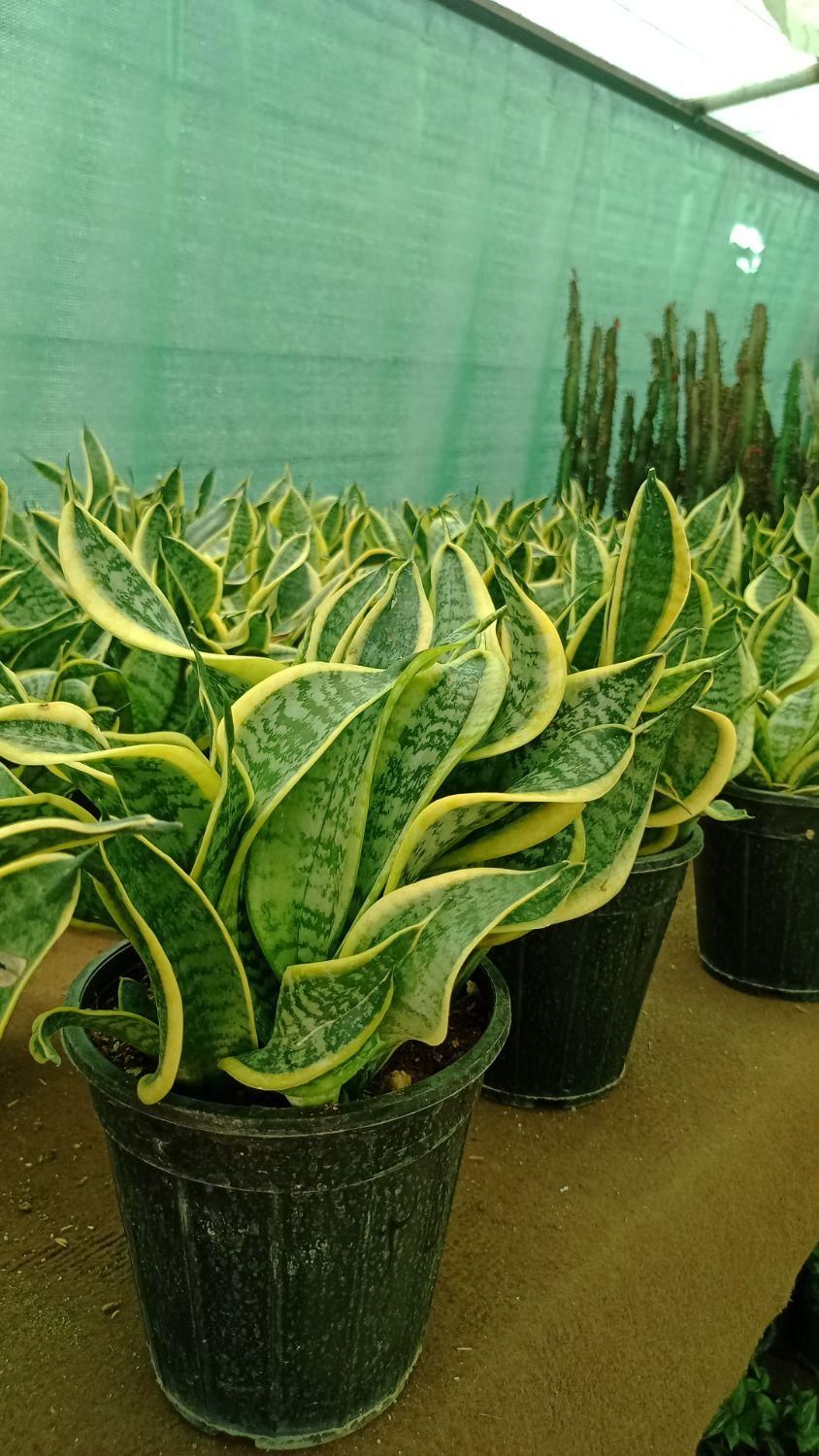 فروش گل سانسوریا|گل و گیاه طبیعی|شیراز, جوادیه|دیوار