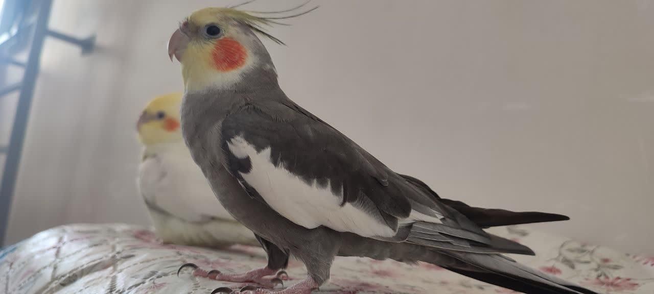 عروس هلندی چندماه گم شده حوالی 16متری زنگارکی|حیوانات|قم, نیروگاه|دیوار