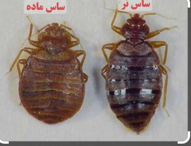 سمپاشی سم پاشی پردیسان قم شبانه روزی تضمینی|خدمات نظافت|قم, بنیاد|دیوار