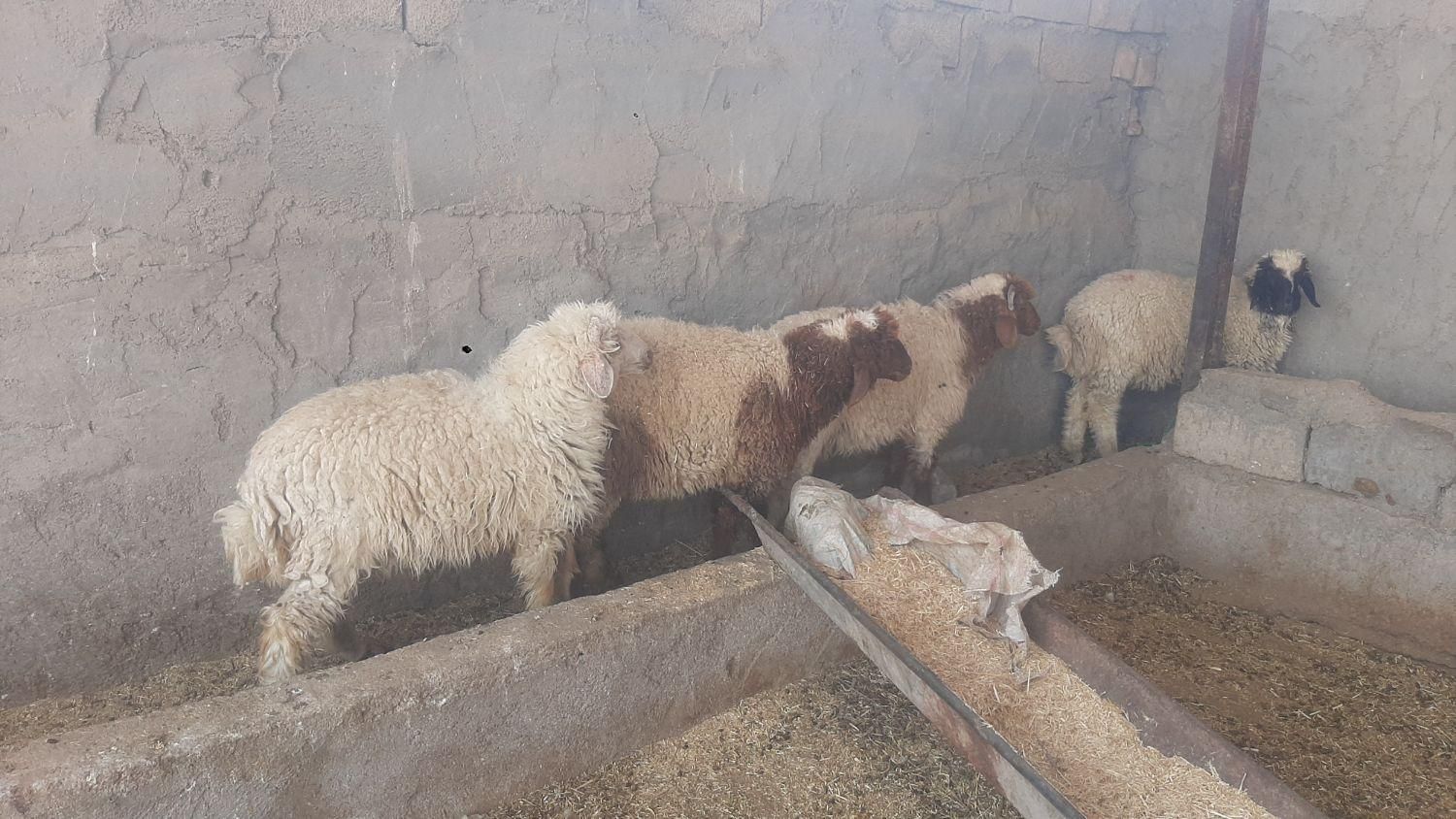 بره ها نره درحمیدیه|حیوانات مزرعه|حمیدیه, |دیوار