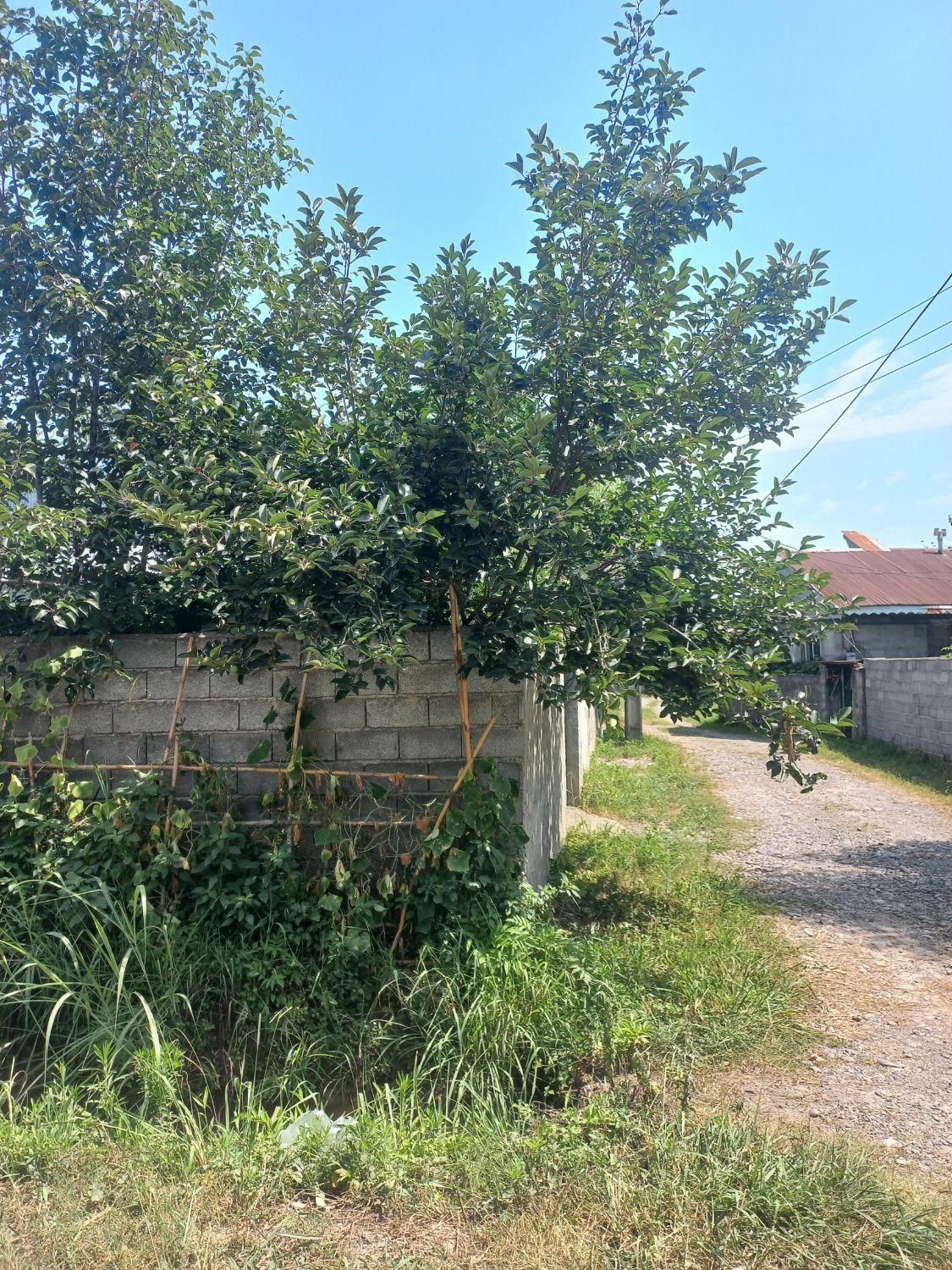 ویلایی زیبا ودنج سراوانه رشت|فروش خانه و ویلا|رشت, نامجو|دیوار