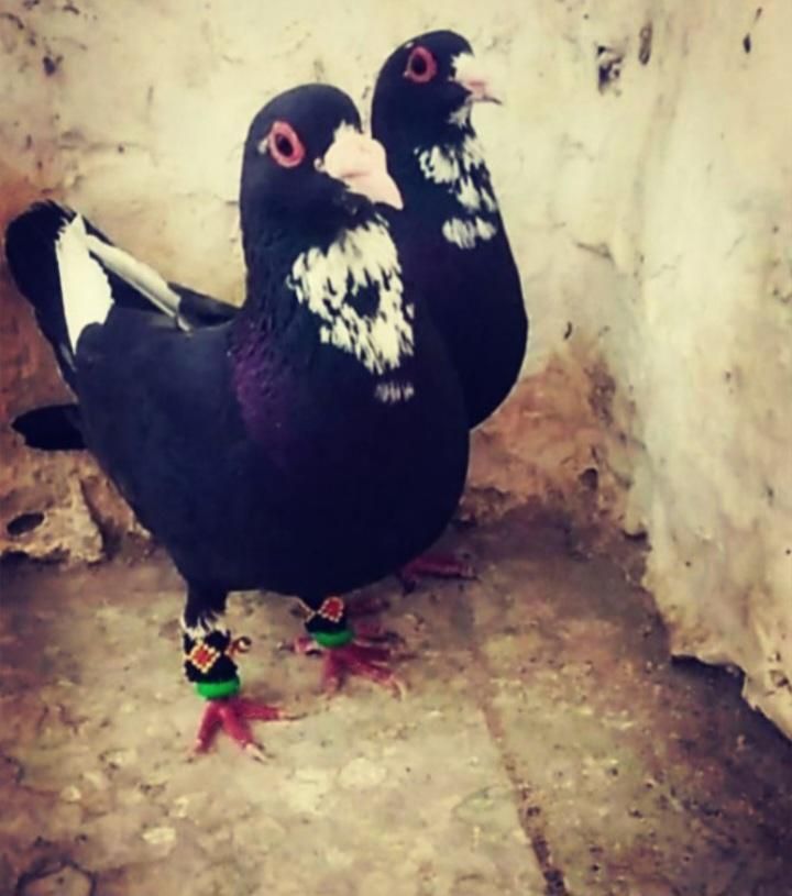 جوجه سبز پلاکی|پرنده|رفسنجان, |دیوار