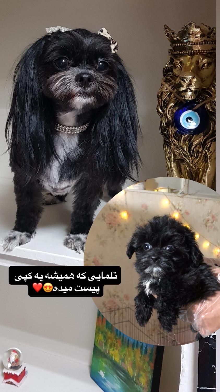 شیتزو فلت|سگ|مشهد, هنرستان|دیوار