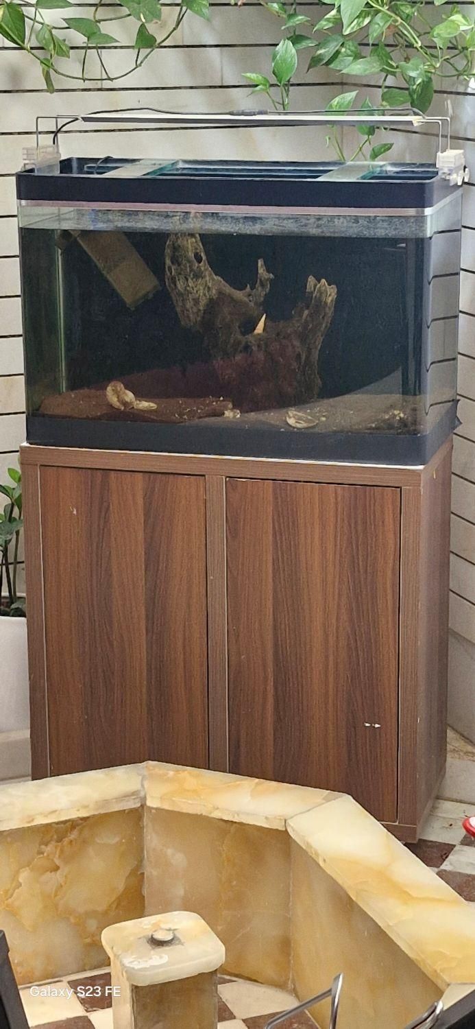 اکواریو|ماهی|کرمانشاه, |دیوار